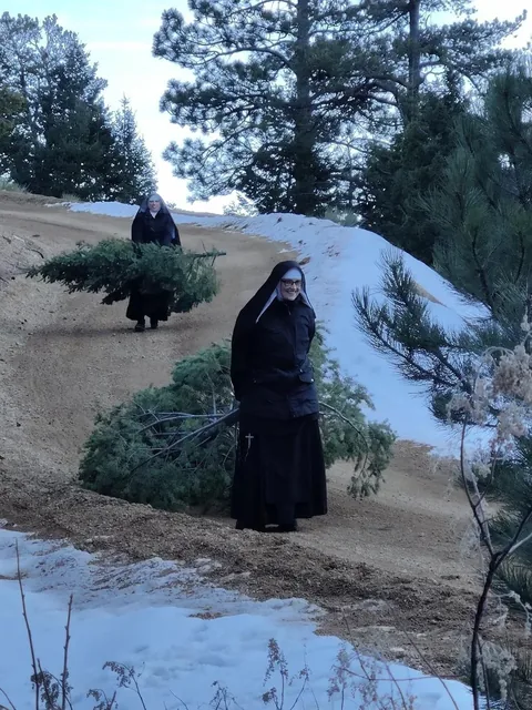 Bringing home Christmas trees.