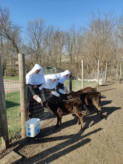 Helping care for animals at the convent.