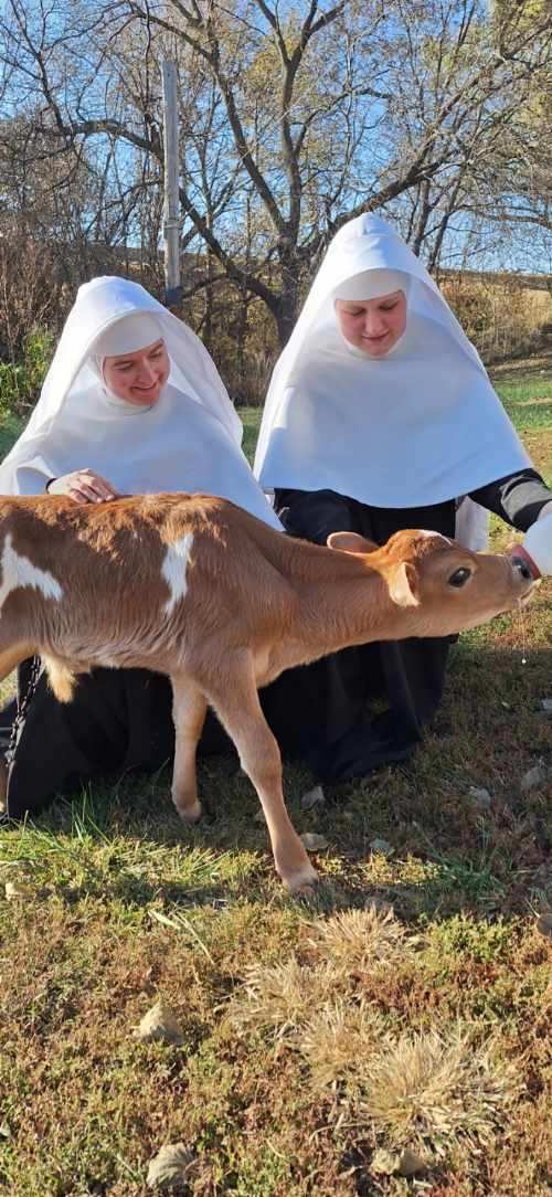 Two Sisters feeding a calf outdoors.